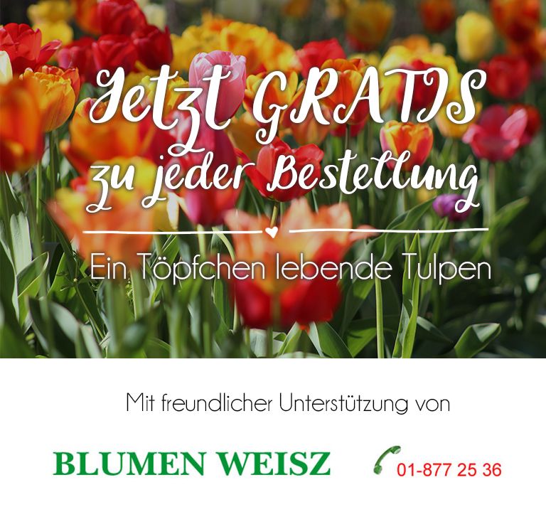 Odoo Bild- und Textblock